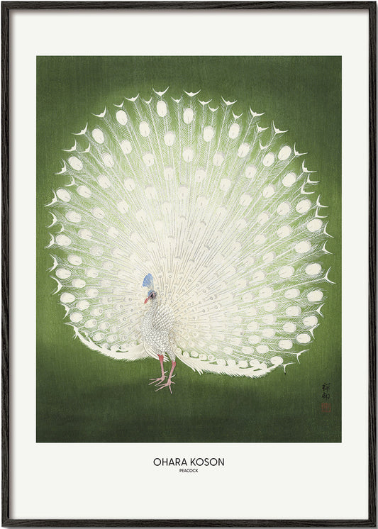 Peacock - Wide - Pictufy