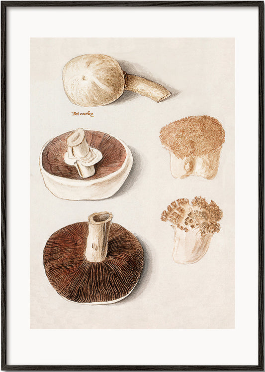 Common Meadow Mushroom, Agaricus Campestris Standing - Pictufy