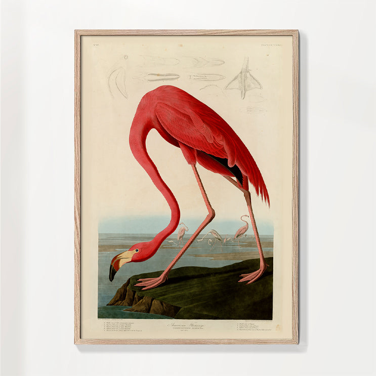 Audubon American Flamingo - The Birds of America