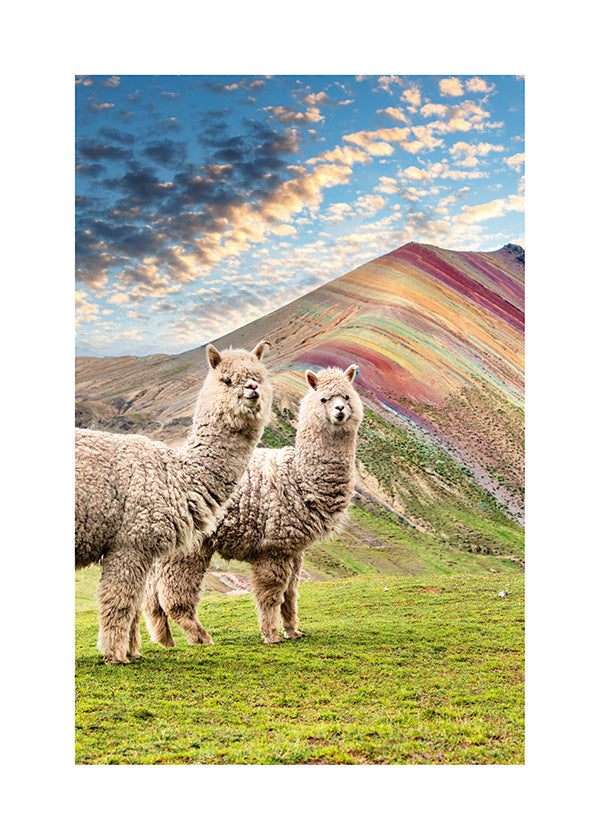 Artwork alpacas in rainbow mountain