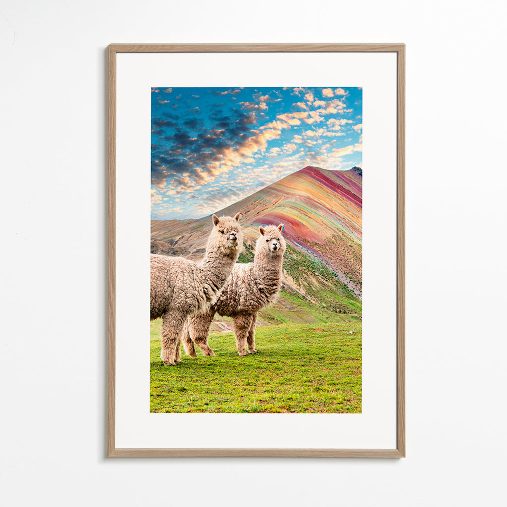 Artwork alpacas in rainbow mountain – Oak Frame