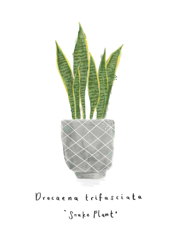 Illustrated Dracaena trifasciata - Snake Plant -Mother-in-law's tongue House plant