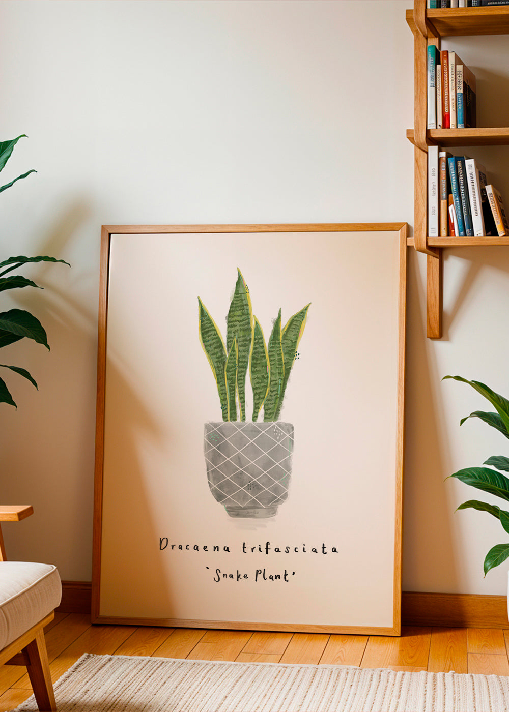 Illustrated Dracaena trifasciata - Snake Plant -Mother-in-law's tongue House plant