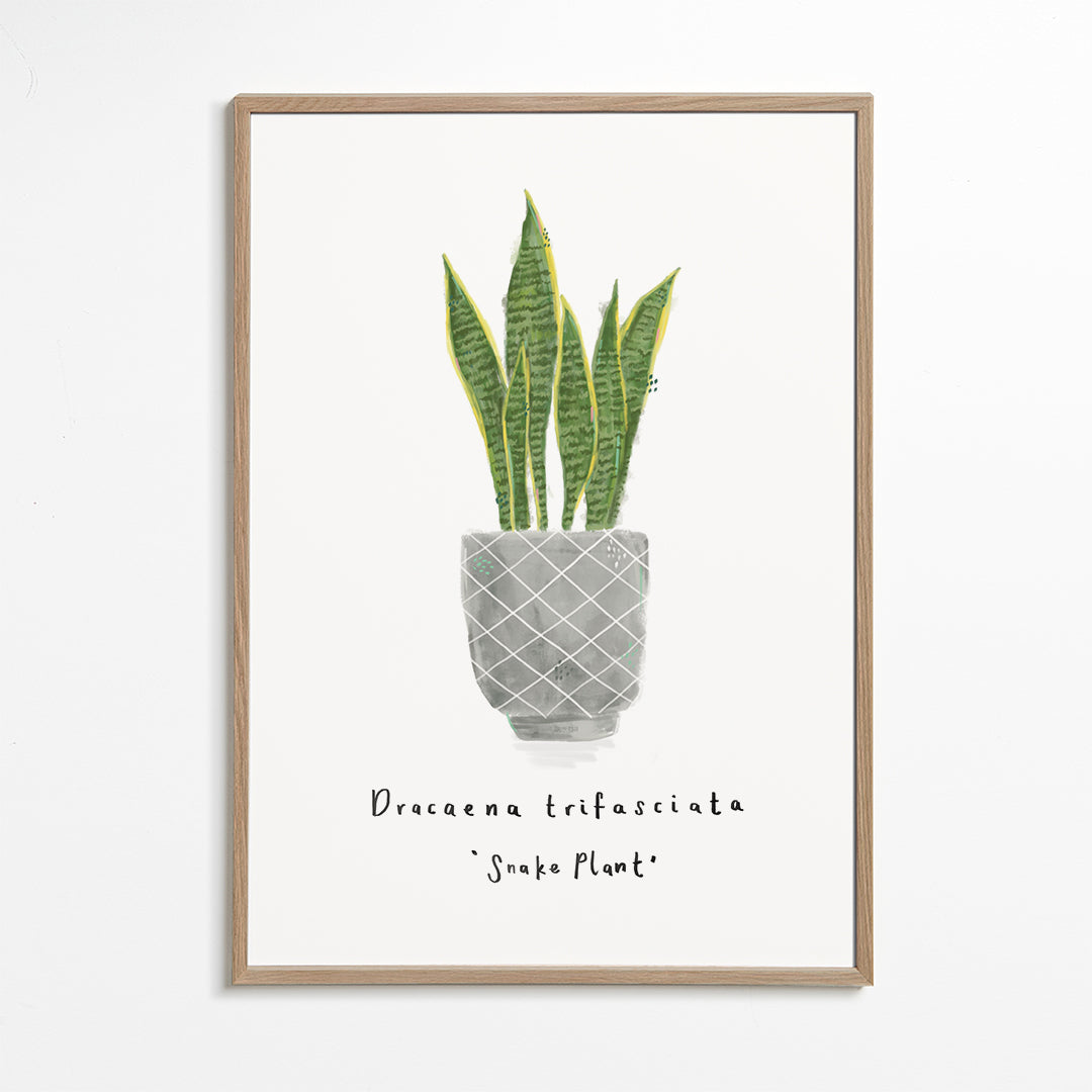 Illustrated Dracaena trifasciata - Snake Plant -Mother-in-law's tongue House plant