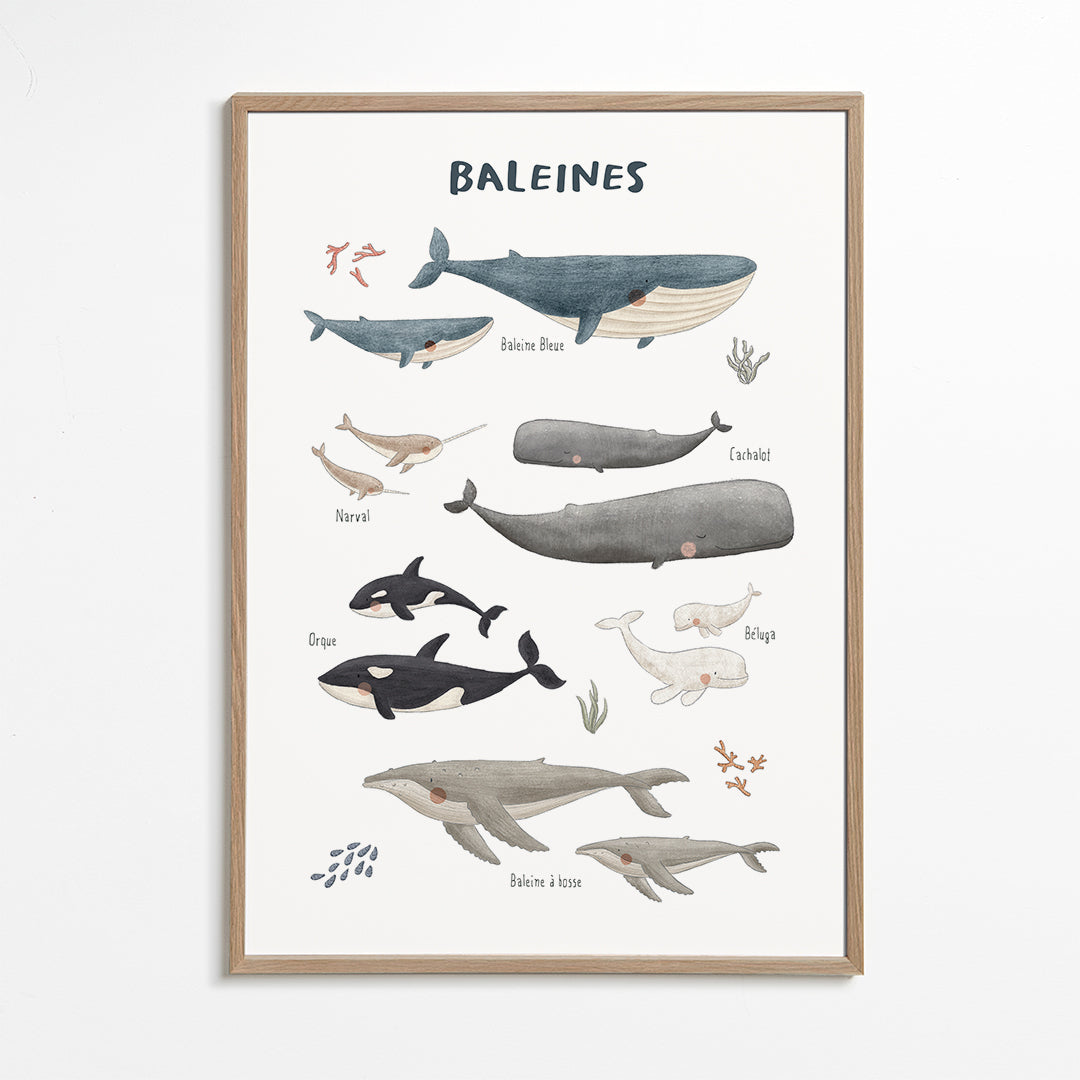 Ballenas fondo blanco (francés)