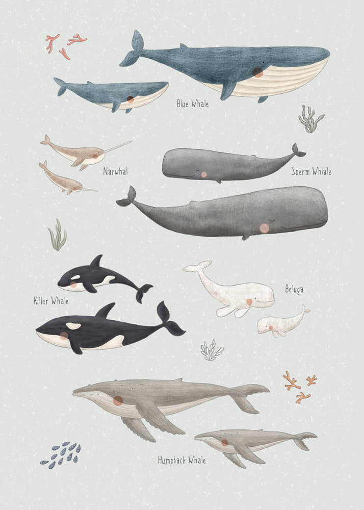 Especies de ballenas ingles