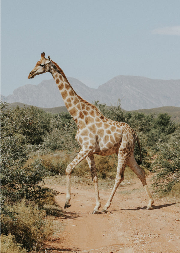 Giraffe photograph