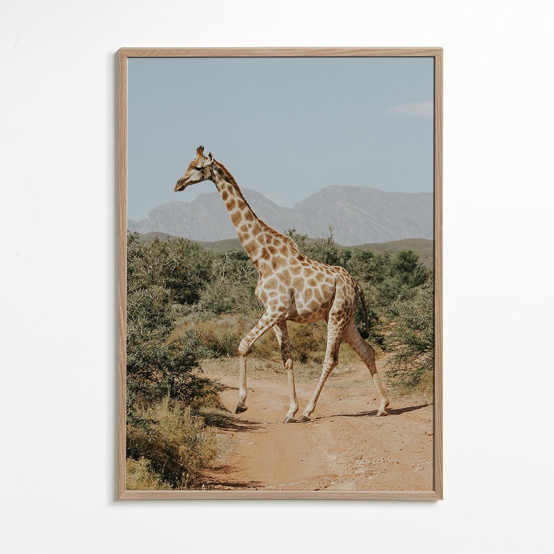 Giraffe photograph