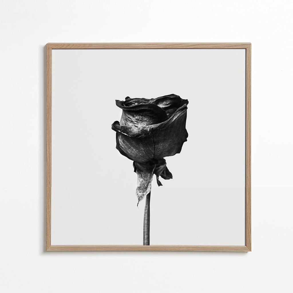 Dried rose black and white photograph - Square