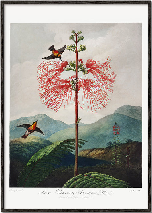 Large Flowering Sensitive Plant, by Robert John Thornton