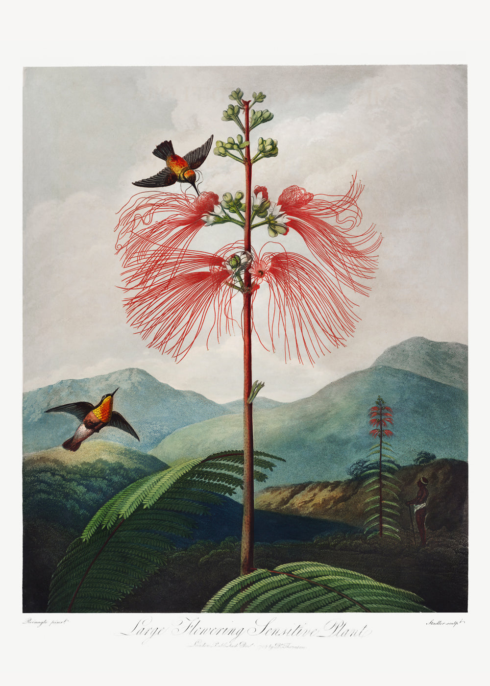 Large Flowering Sensitive Plant, by Robert John Thornton