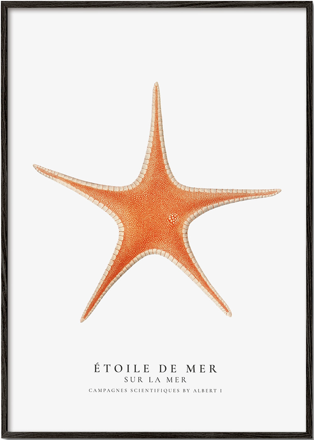 Starfish (Étoile de mer) I - Sealife Collection