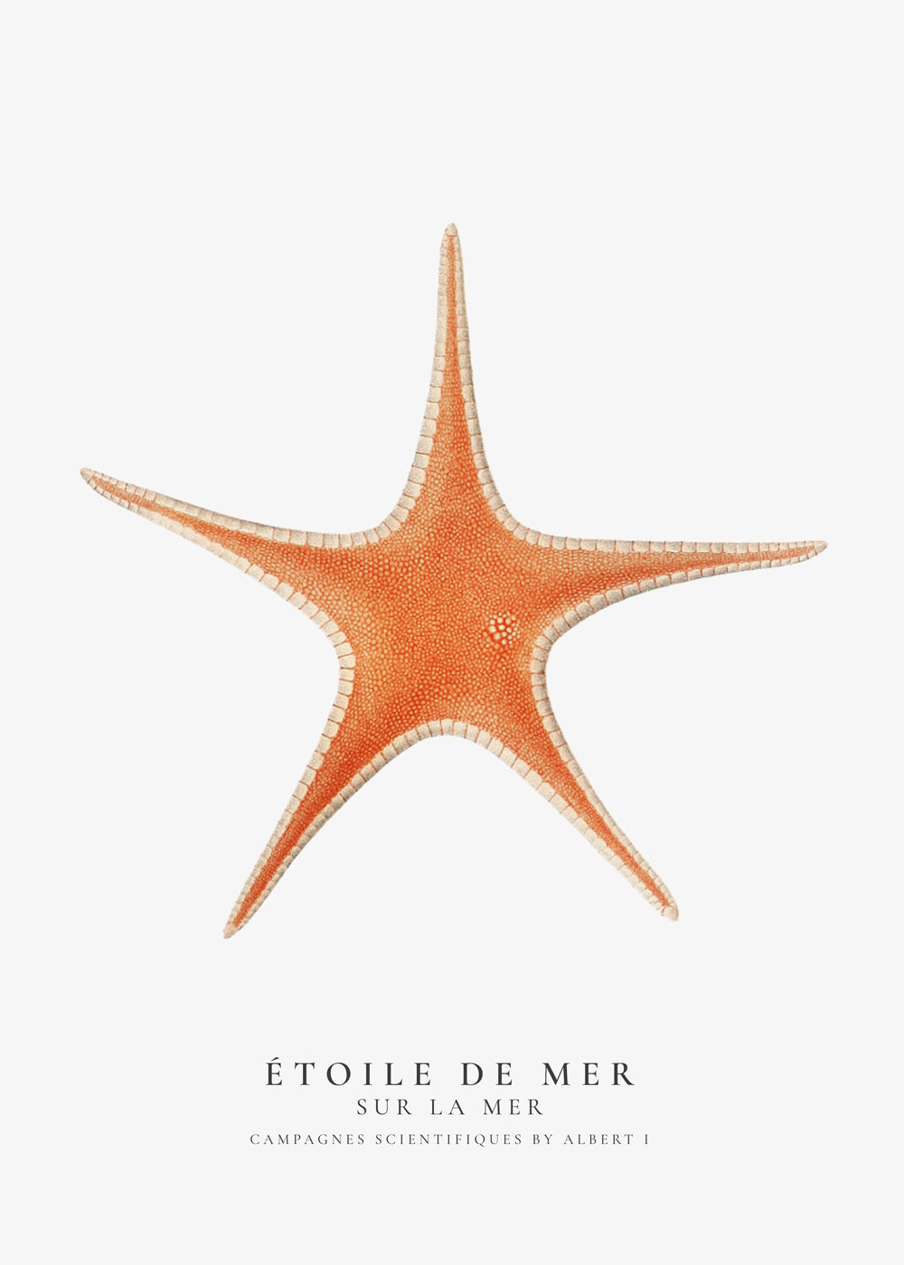 Starfish (Étoile de mer) I - Sealife Collection