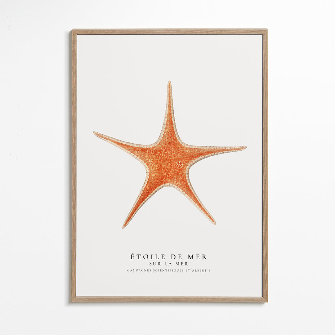 Starfish (Étoile de mer) I - Sealife Collection