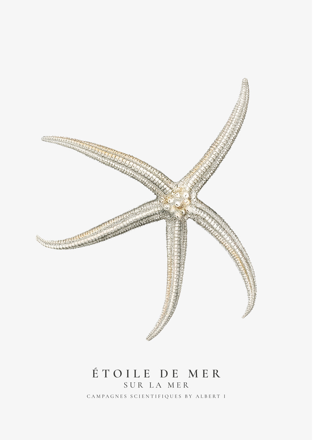 Starfish (Étoile de mer) II - Sealife Collection