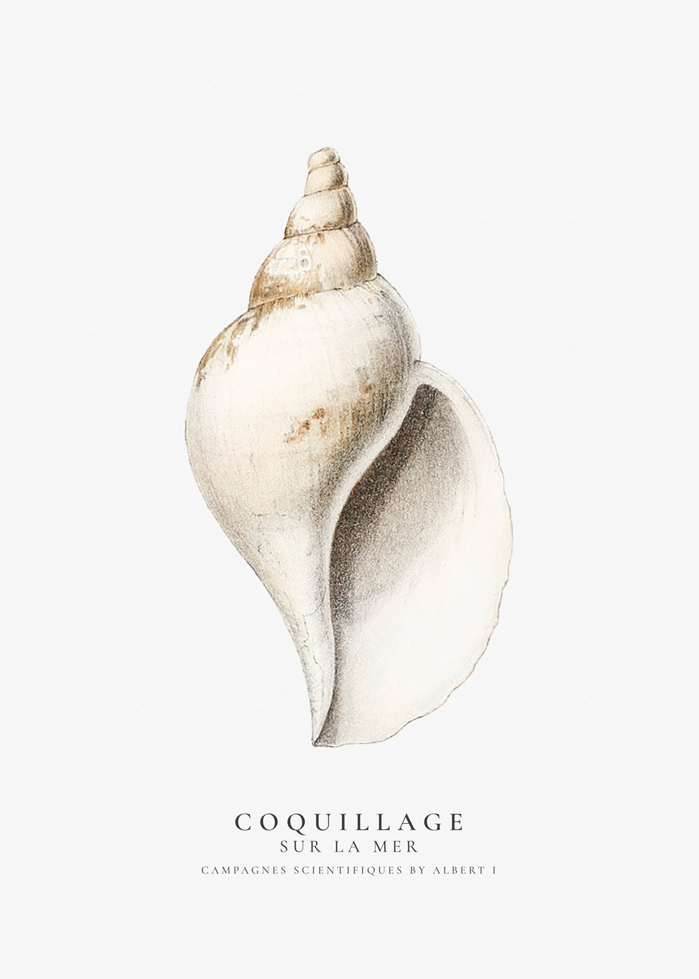 The gastropod shell (Coquillage) - Sealife Collection