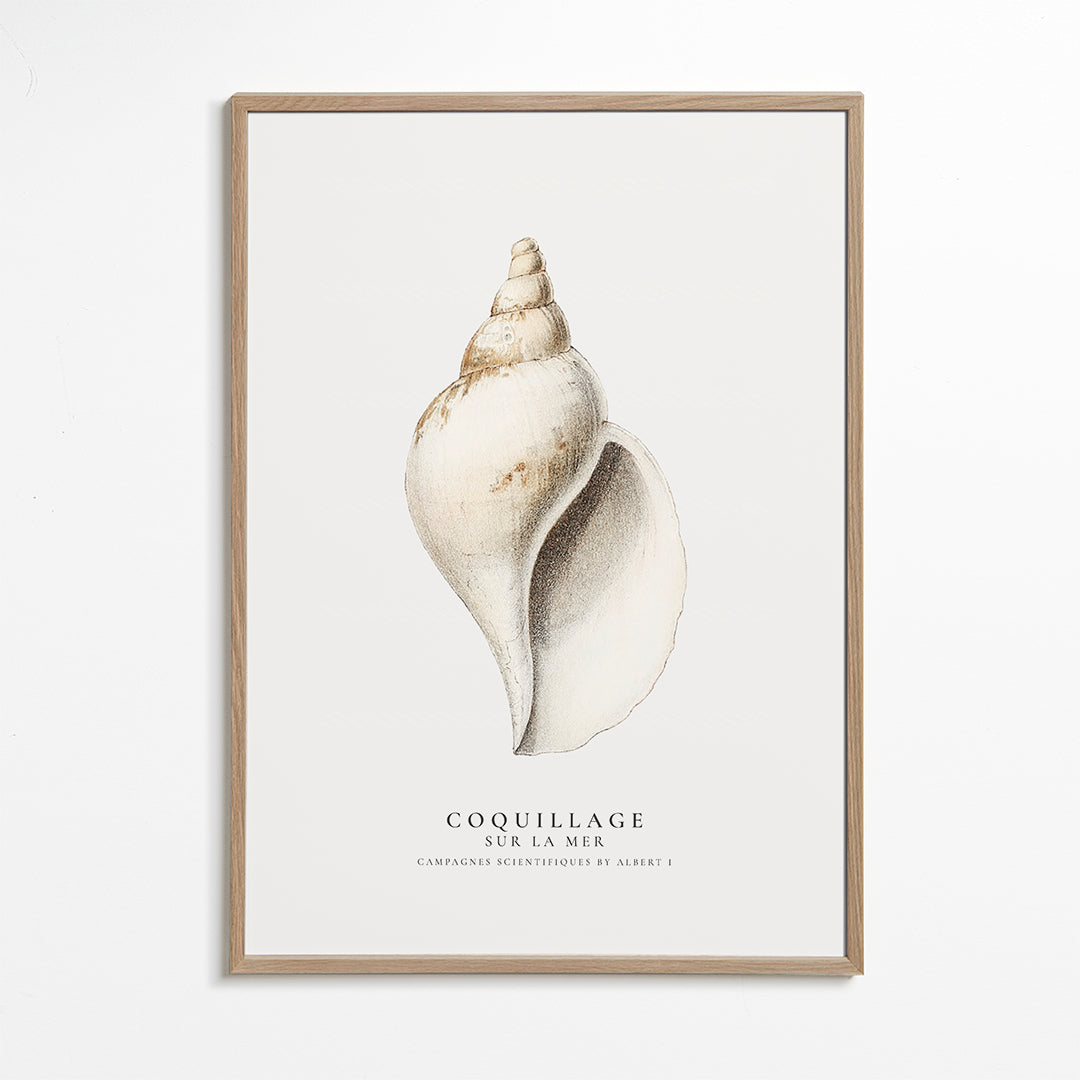 The gastropod shell (Coquillage) - Sealife Collection