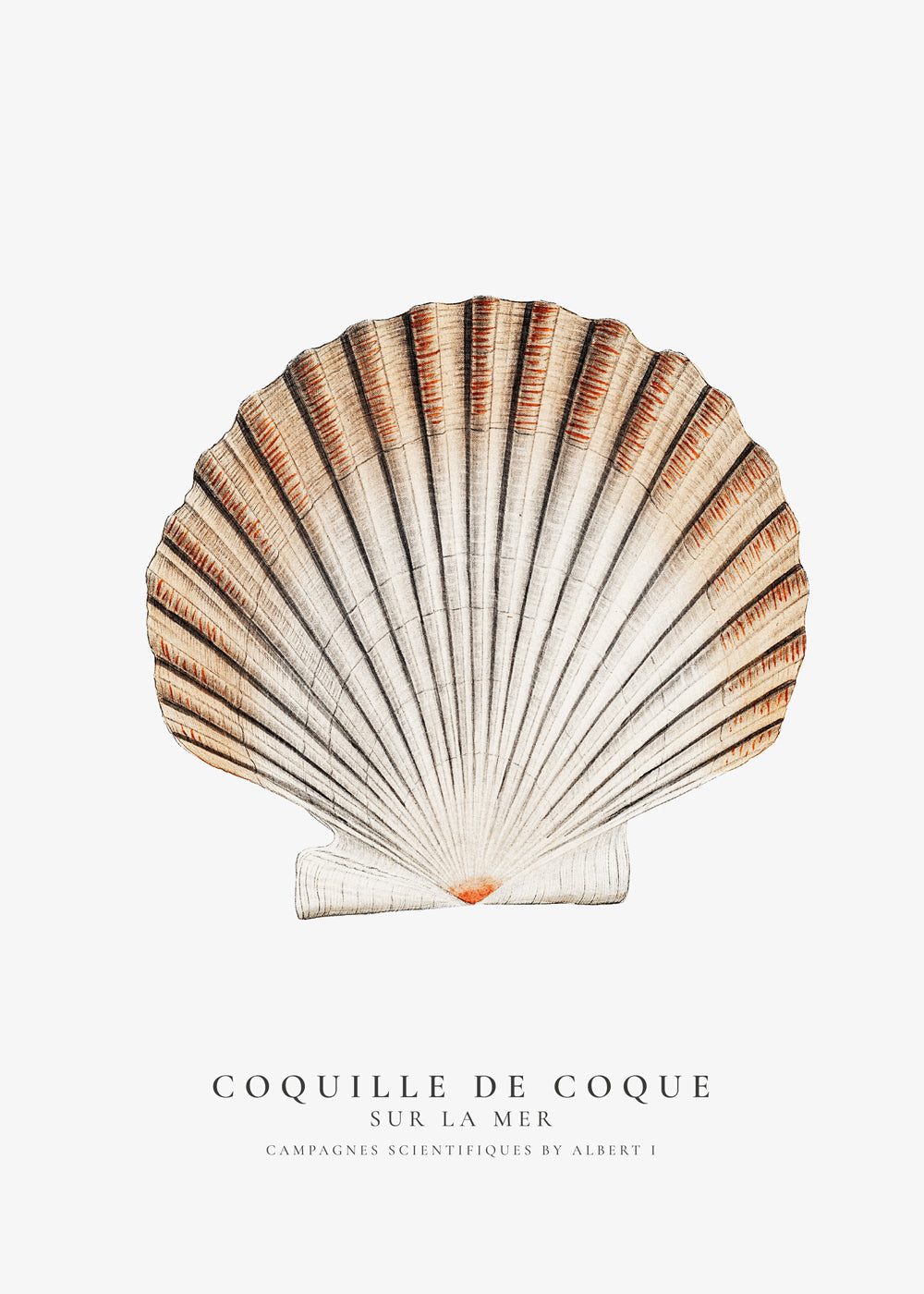 Seashell (coquille de coque) - Sealife Collection