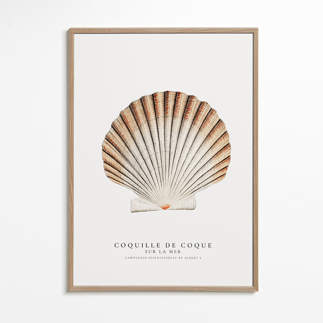 Seashell (coquille de coque) - Sealife Collection