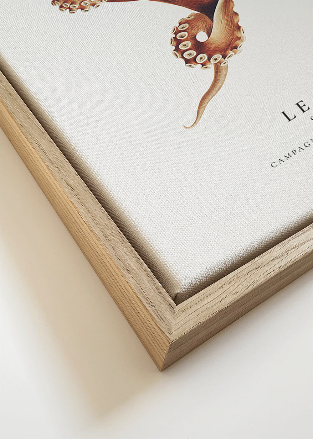 The Octopus (Le Poulpe) - Sealife Collection