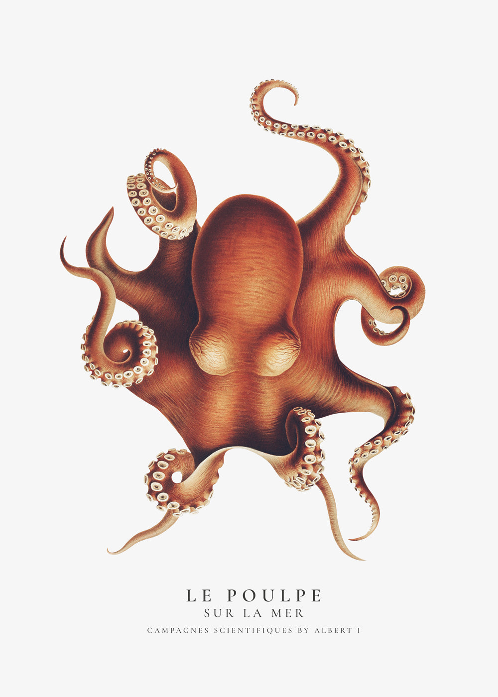 The Octopus (Le Poulpe) - Sealife Collection