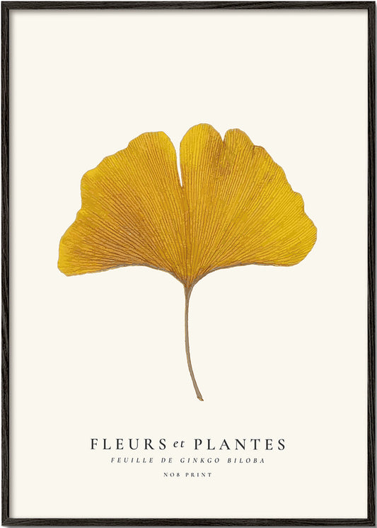 Botanical, Fleurs et plantes -Ginkgo biloba leaf