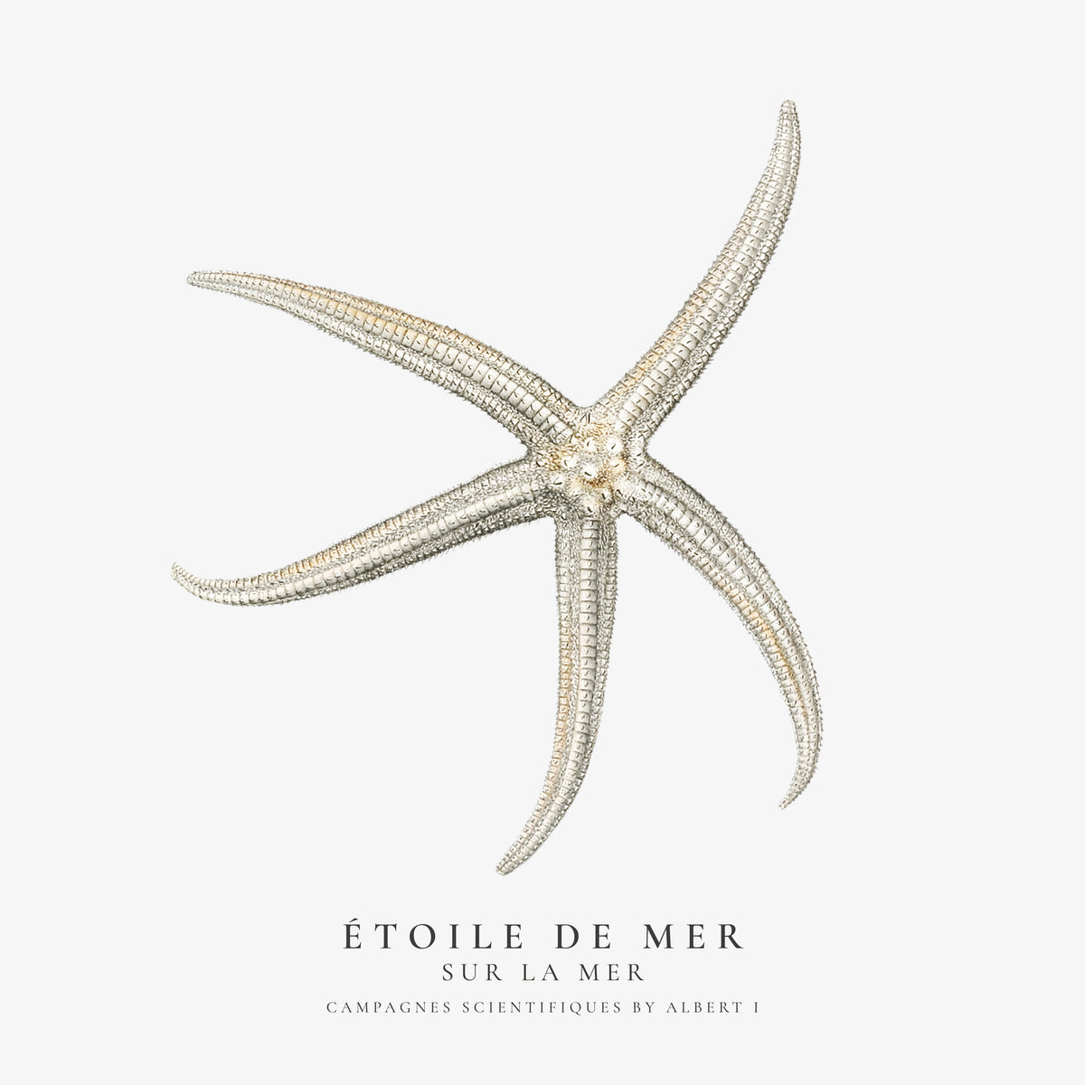 Starfish (Étoile de mer) II - Sealife Collection - SQUARE - Unframed art print