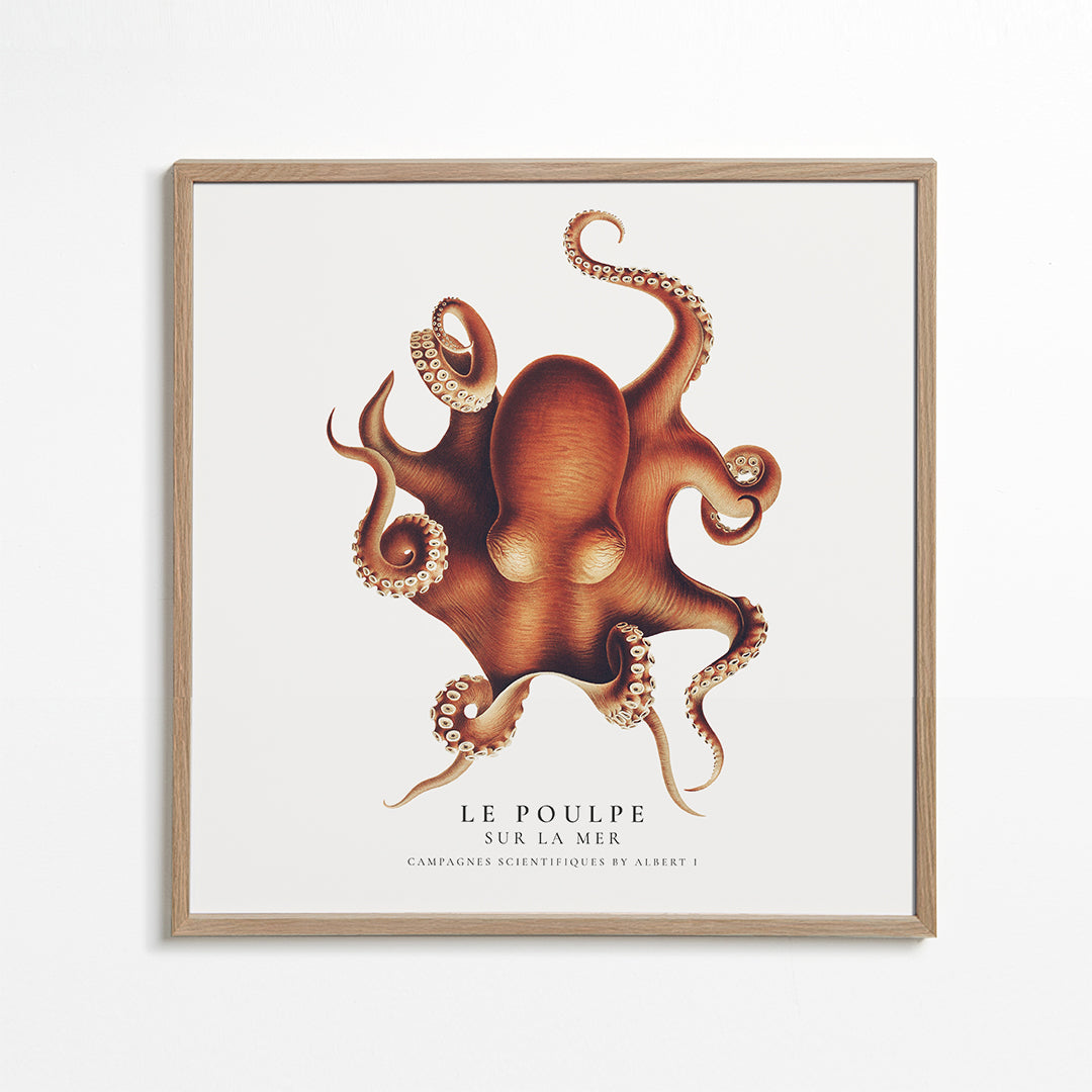 The Octopus (Le Poulpe) - Sealife Collection - SQUARE