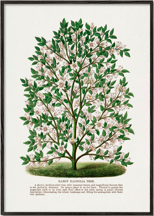 Hardy Magnolia Tree Lithograph - Botanical Specimen Rochester