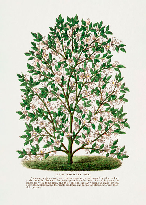 Hardy Magnolia Tree Lithograph - Botanical Specimen Rochester