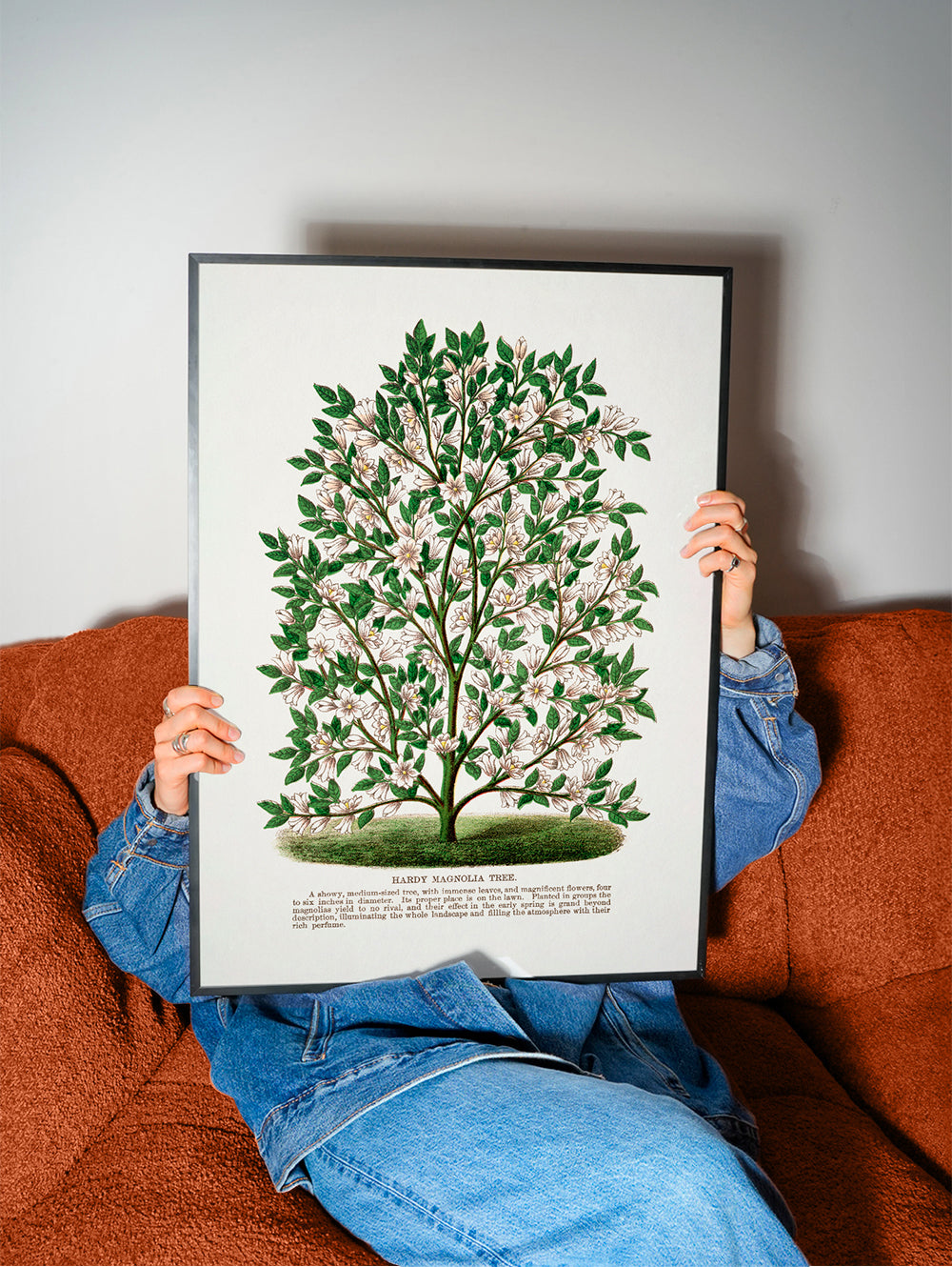 Hardy Magnolia Tree Lithograph - Botanical Specimen Rochester