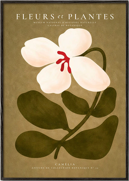Botanical print: white camellia on olive background