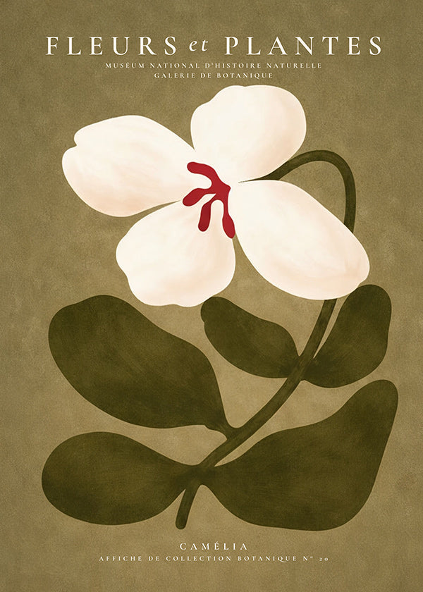 Botanical print: white camellia on olive background