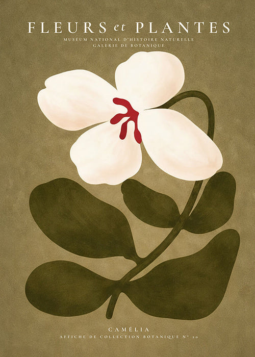 Botanical print: white camellia on olive background