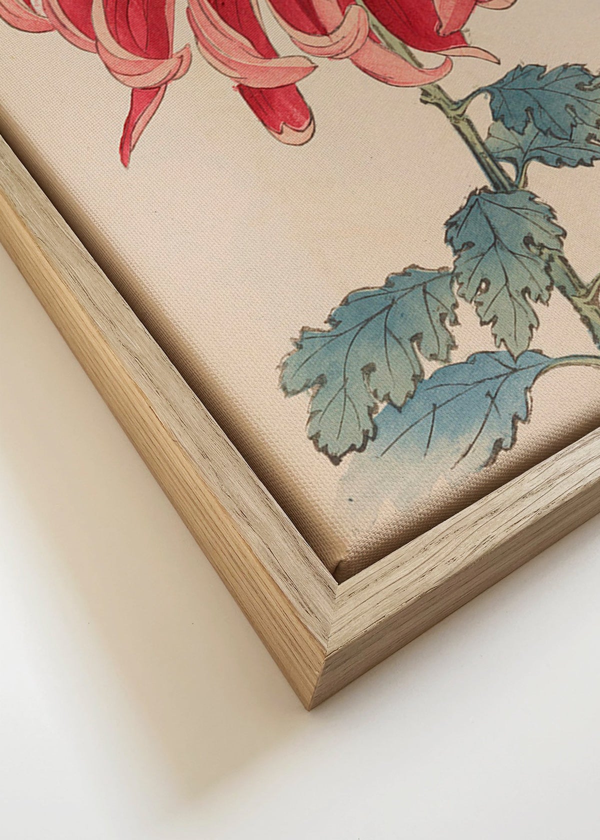 Botanical print Japanese chrysanthemum red