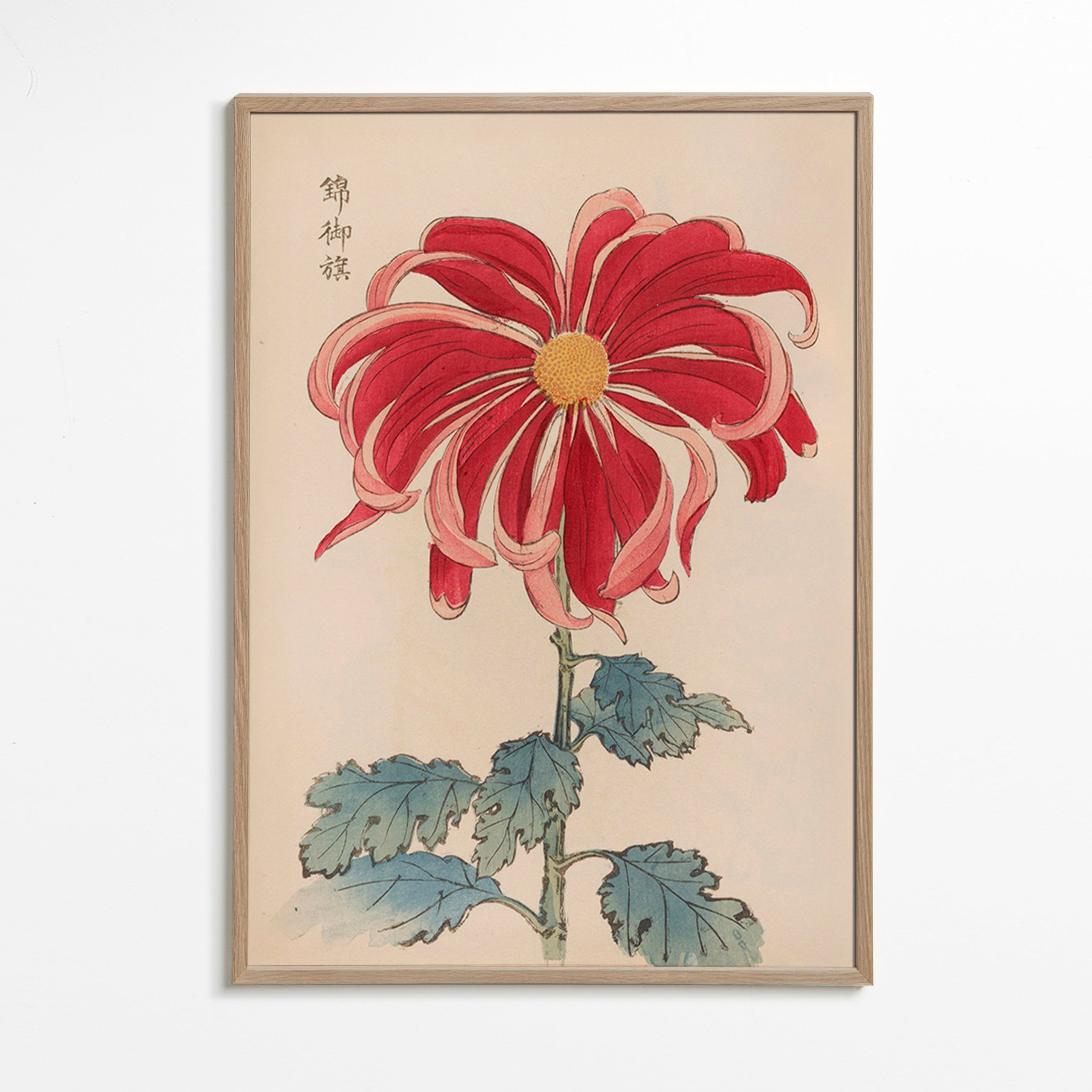 Botanical print Japanese chrysanthemum red