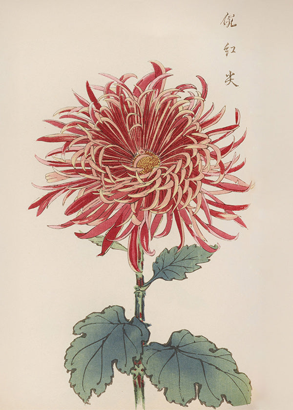 Botanical print red chrysanthemum detailed