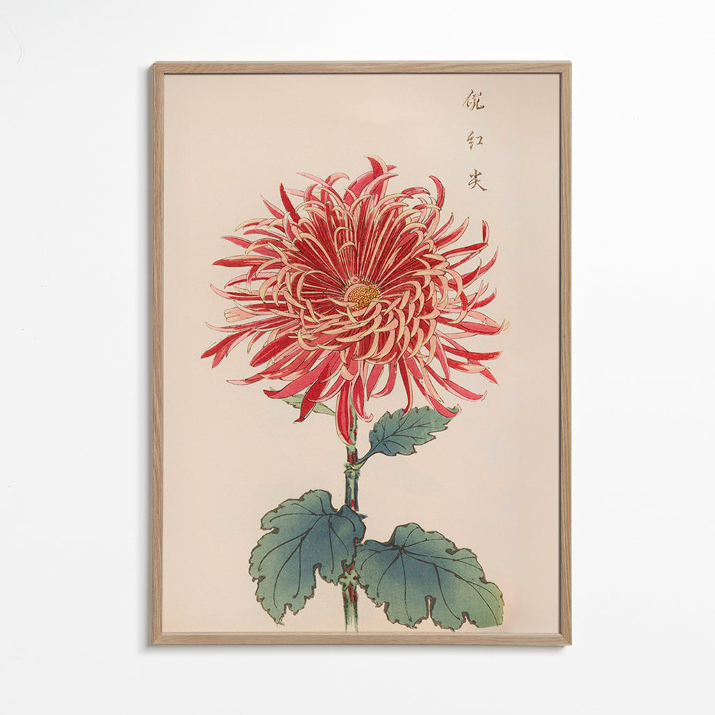 Botanical print red chrysanthemum detailed