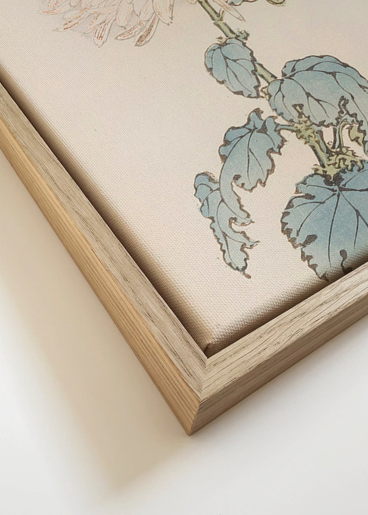 Botanical print: Japanese chrysanthemum study