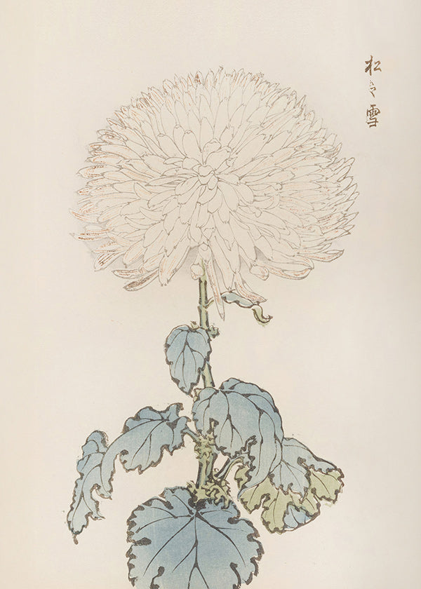 Botanical print: Japanese chrysanthemum study