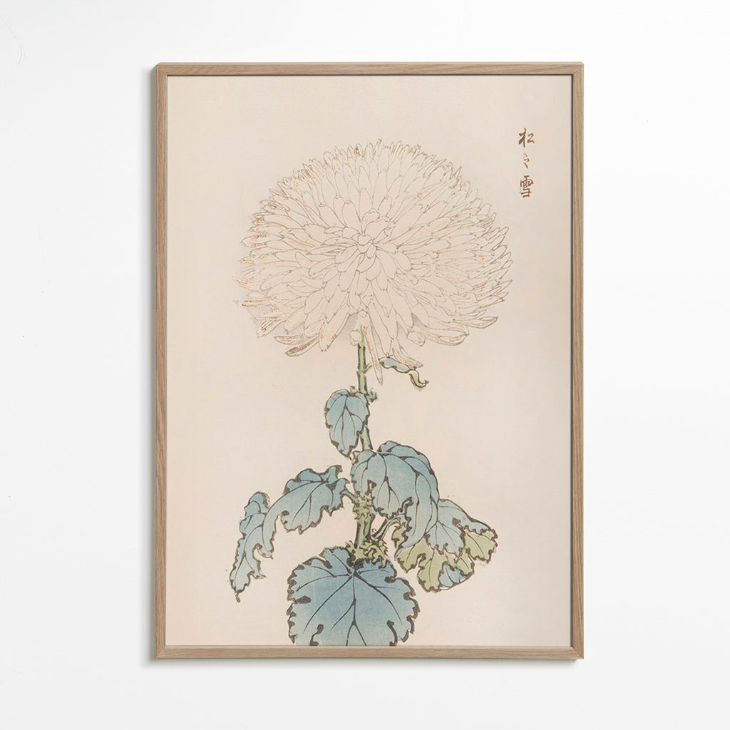 Botanical print: Japanese chrysanthemum study