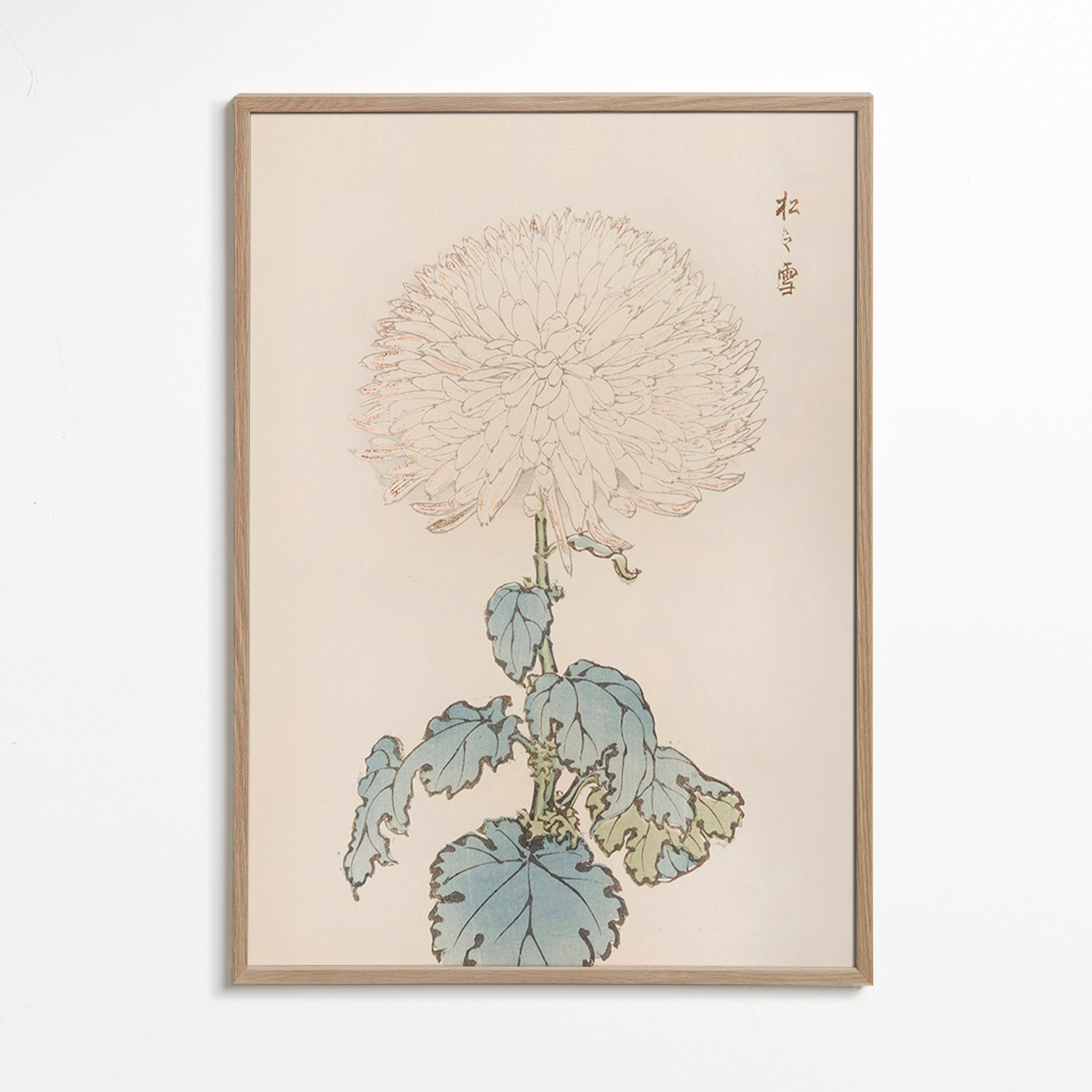 Botanical print: Japanese chrysanthemum study