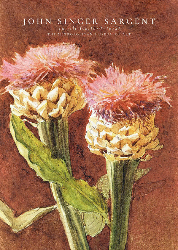 Botanical print: pink thistles