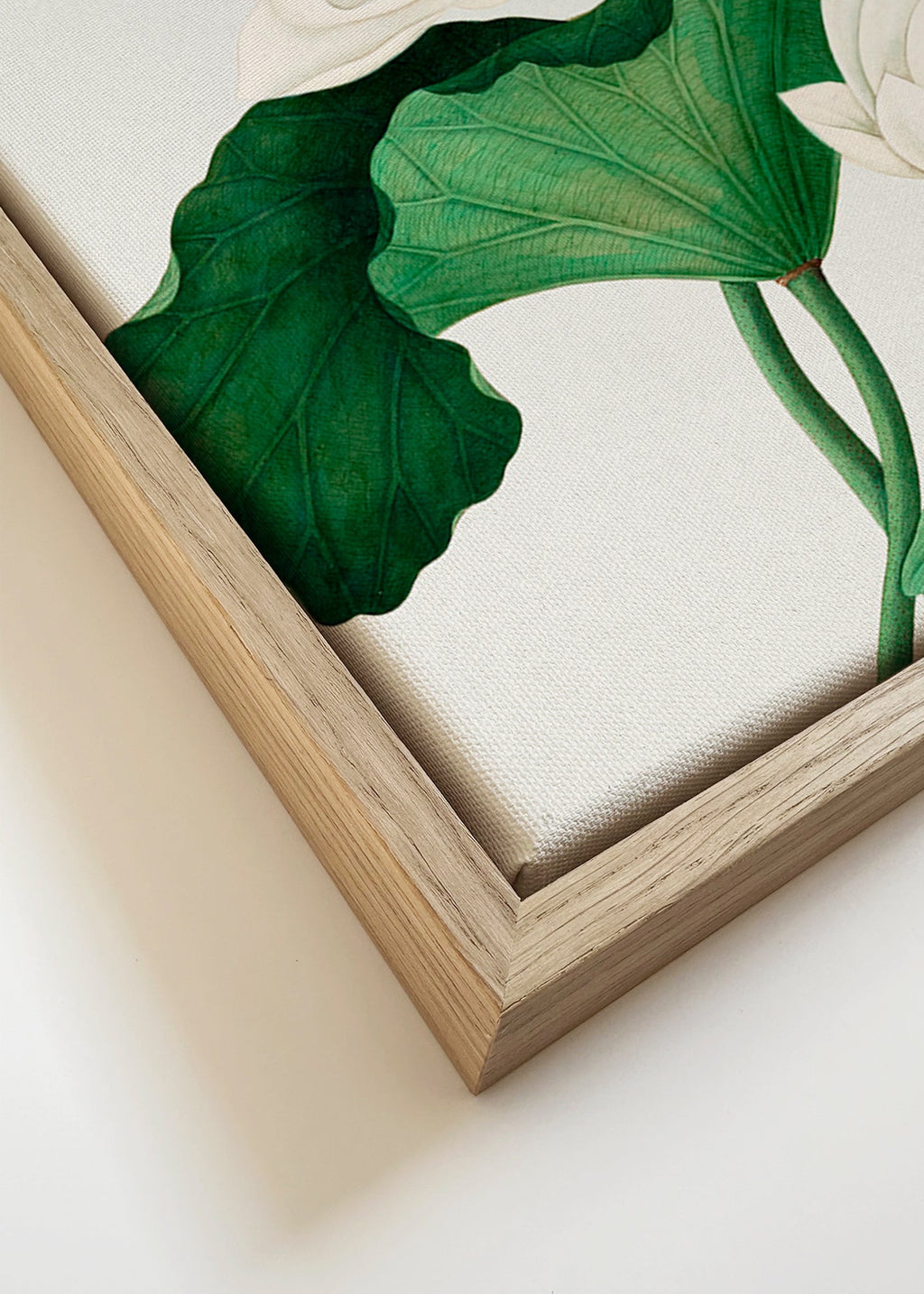 Botanical print White Lotus study