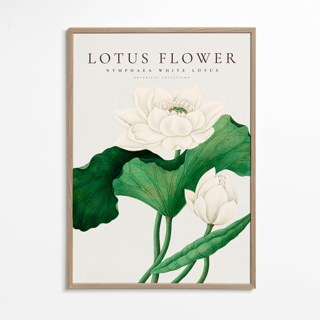 Botanical print White Lotus study