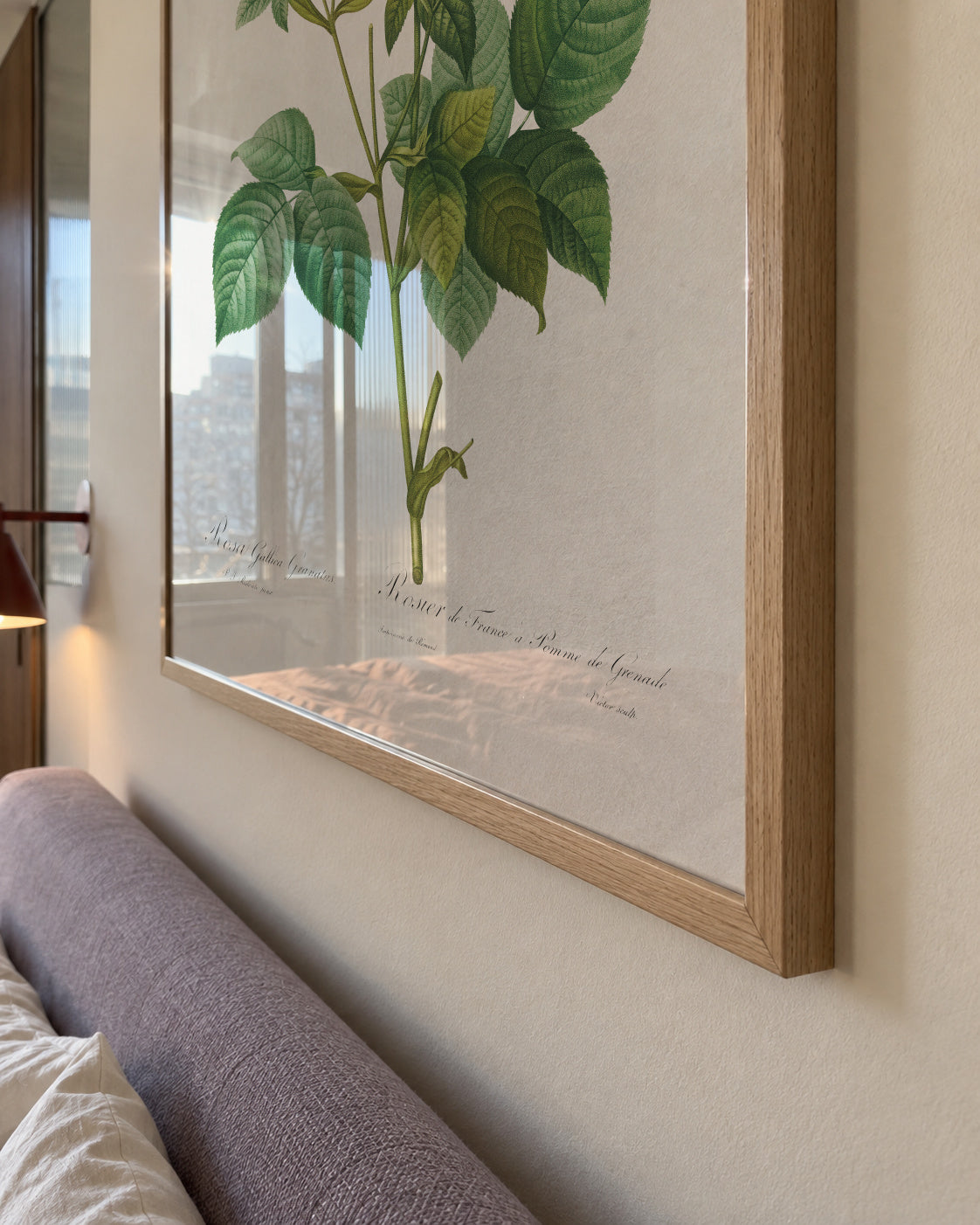 Rosa Gallica Granules - Framed poster detail