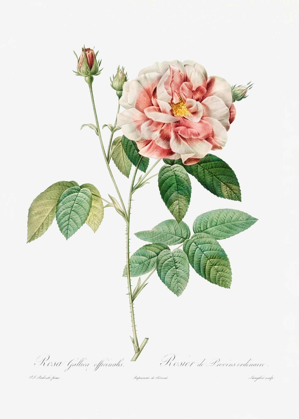 Rosa Gallica - Unframed art print