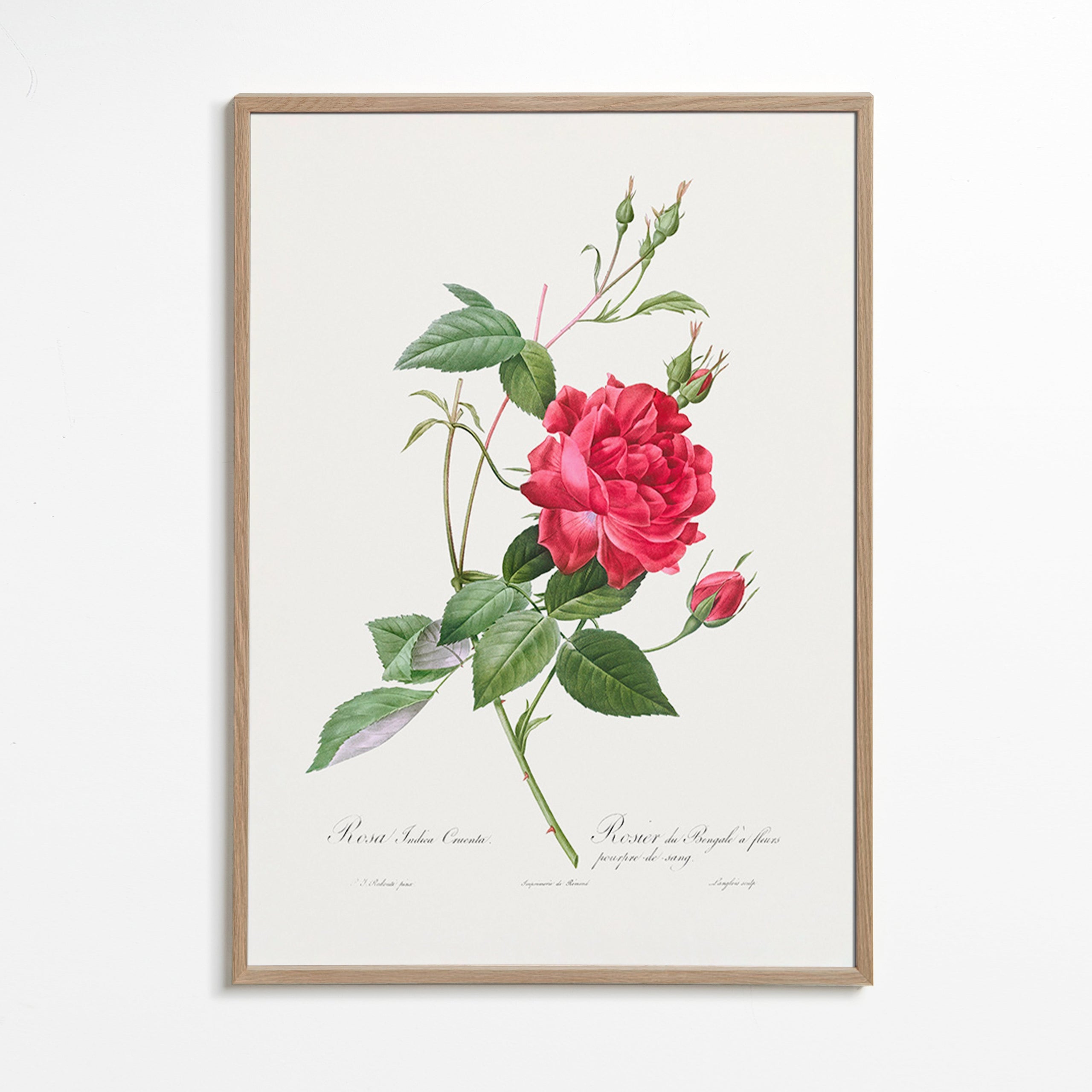 Lámina botánica con rosa roja en primer plano – Oak Frame