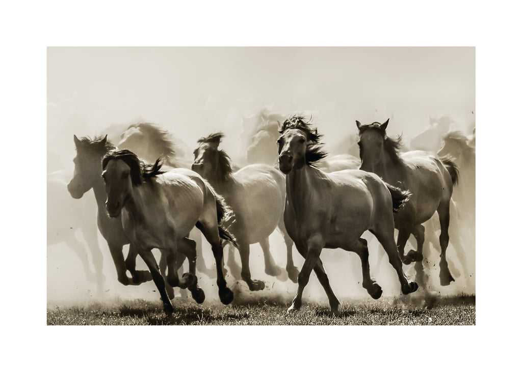 Horse - Unframed art print