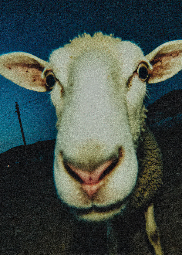 Sheep portrait close-up